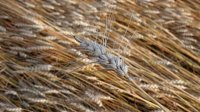 Болгария уступила третье место в рейтинге экспортеров пшеницы в ЕС