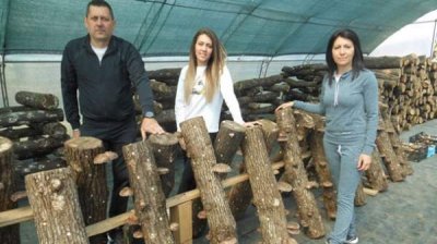 Семья Димовских и&hellip; шиитаке