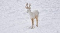 Редкую белую косулю заметили в Родопах