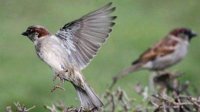 Птиц в сельскохозяйственных районах становится все меньше