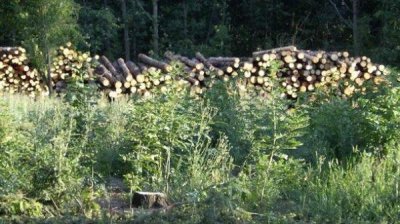Сертификация древесины &ndash; стимул для устойчивого развития лесов