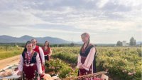 В районе Казанлыка начался сбор роз