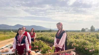 В районе Казанлыка начался сбор роз