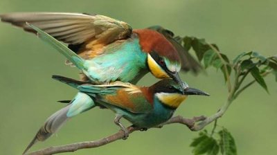 Кампания &ldquo;Живая весна&rdquo; по наблюдению за весенней миграцией птиц