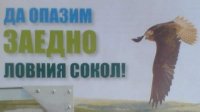 Международный день птиц отмечается новым проектом по охране соколов-балабанов