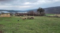 Проверки показали: В Болгарии нет животных, зараженных чумой