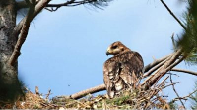 Любители природы съедутся в Тополоград на Фестиваль могильника