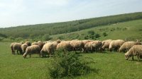 Животноводы Болгарии готовятся к национальному протесту