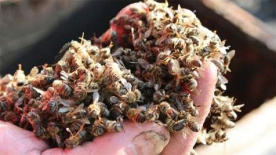 "Зеленое движение" потребовало от государства защитить пчел от опасных химикатов