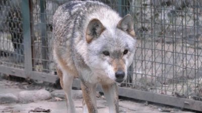 &laquo;Усыновленному&raquo; волчонку Амароку исполнилось два года
