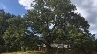 Болгарский претендент в конкурсе «Европейское дерево 2017 года»
