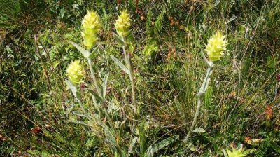 Лекарственные травы &ndash; символ всепобеждающей природы