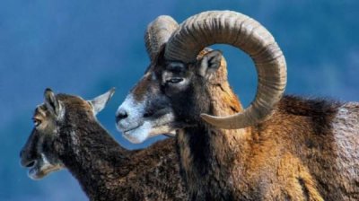 "Женда" - царство муфлонов в Восточных Родопах