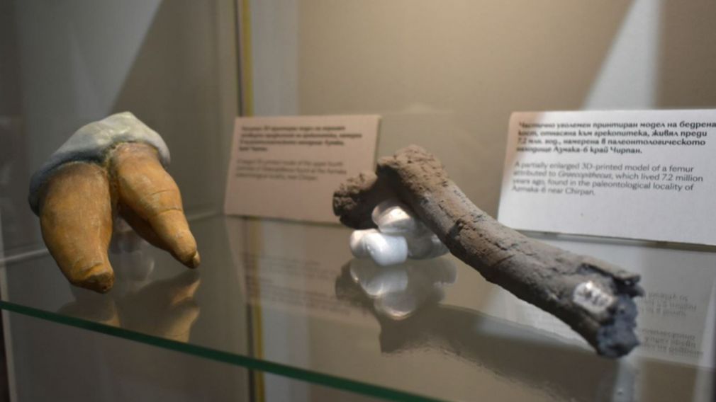 Открытие в Болгарии: предки человека ходили на двух ногах 7,2 млн лет назад