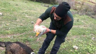 В Восточных Родопах обнаружены два отравленных египетских стервятника