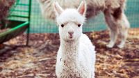 Пушистая альпака Инди – новый обитатель Софийского зоопарка