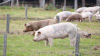 Болгария отмечает спад на 60 % африканской чумы свиней