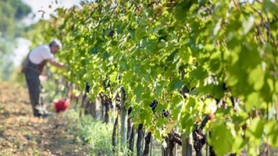 Виноградари Болградского региона в Украине получат финансовую помощь по программе ООН