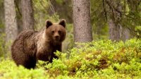 WWF отметит день рождения своего Отряда спасения медведей благотворительной вечеринкой