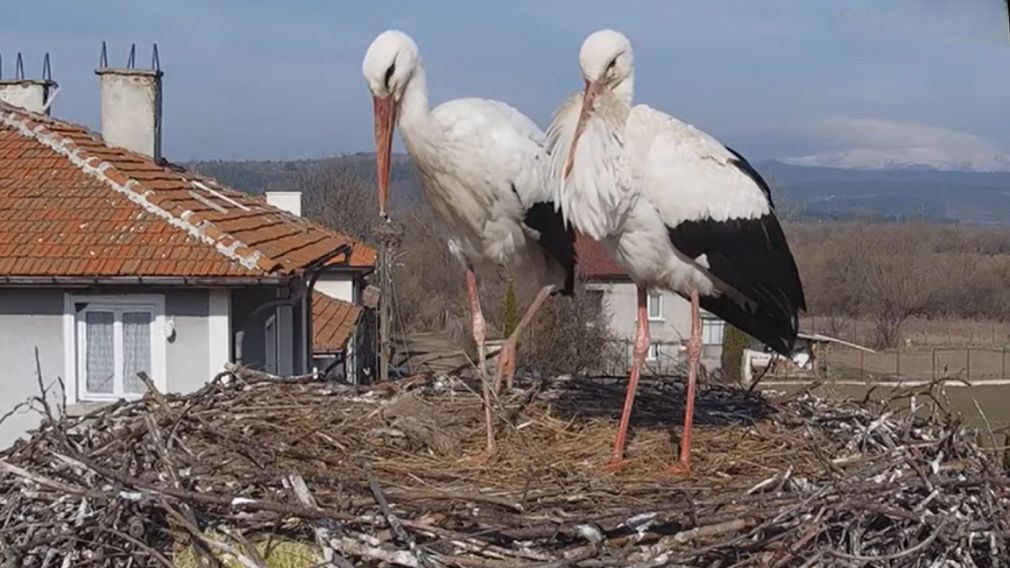 Реалити шоу с Драго и Драгой &ndash; самыми популярными аистами в Болгарии