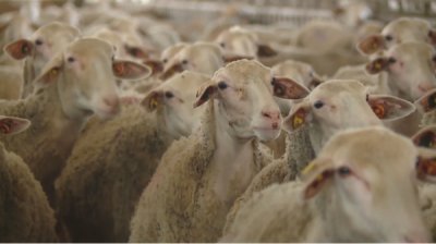 Овцеводы требуют вакцинации животных против оспы и готовы к протестам