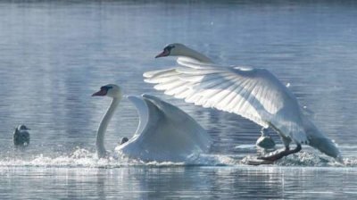 "Птицы - рай на земле" &ndash; в центре внимания фестиваля "Culturama 2023"