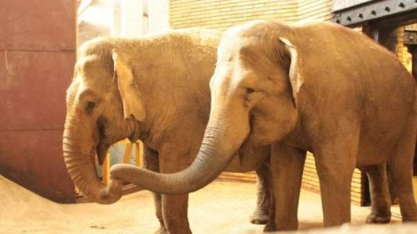 Софийский зоопарк встретил индийских красавиц Фросю и Луизу