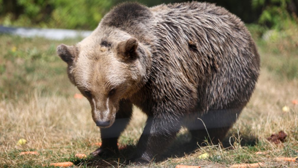 Парк медведей в Белице спасает животных уже 25 лет