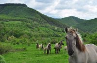 На официальной церемонии тарпанам, родившимся в Болгарии, были даны имена