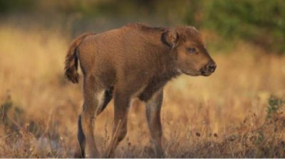 Маленькие, лохматые и дикие &ndash; новые пополнения в семье зубров в Восточных Родопах