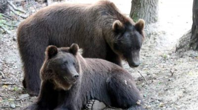 Парк медведей у Белицы приютил перед зимней спячкой два украинских медведя