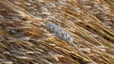 Болгарские зерновики недовольны вводом штрафных пошлин на Россию