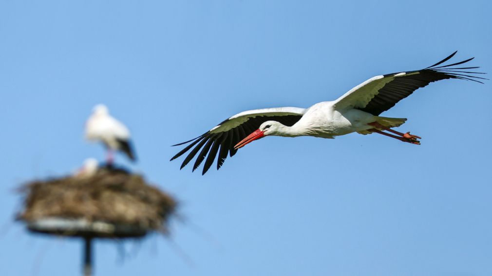 Народные поверия и легенды об аистах и ласточках