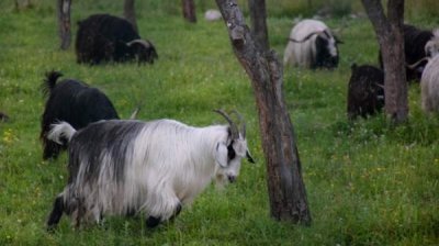 Козы в помощь лесу &ndash; инновация в предотвращении лесных пожаров