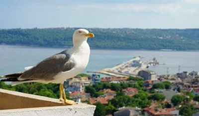Варна и Болгария сегодня и в прошлом &ndash; глазами фотографа Якова Шустова