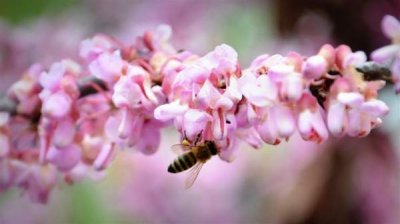 Северо-восток Болгарии &ndash; самый медоносный край Болгарии