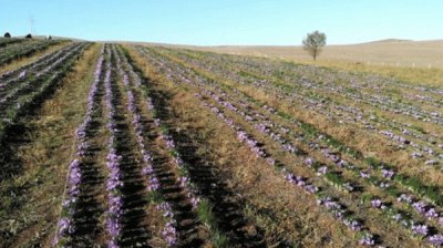 Экошафран у моря &ndash; миссия сложная, но выполнимая