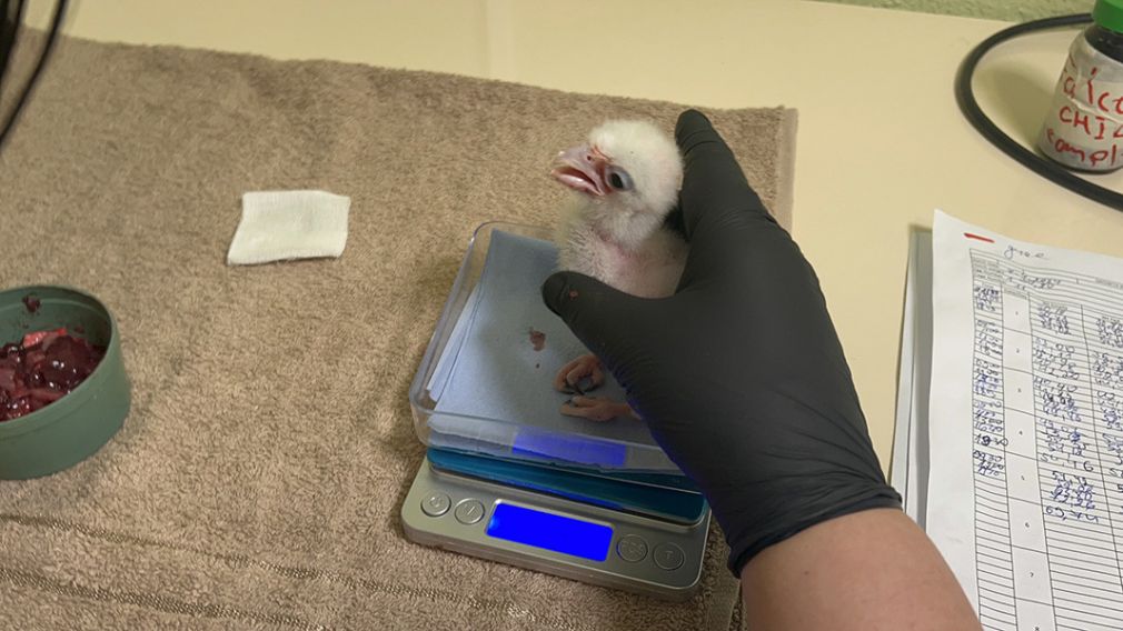 В Спасательном центре "Зеленые Балканы" вылупились три балобана