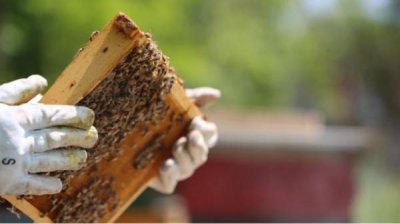 Недостаточная поддержка заставляет пчеловодов отказываться от пчеловодства