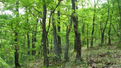 Бай Хазим из села Люляково: &laquo;Лес &ndash; это вся моя жизнь&raquo;