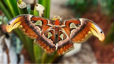 Фестиваль бабочек в Пловдиве