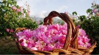 Ритуал сбора роз и праздник розы в Карлово