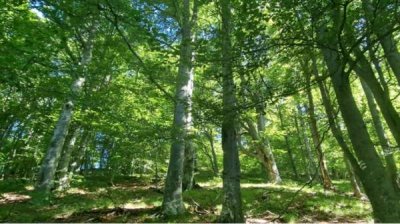 Более 400 компаний в Болгарии сертифицированы по FSC