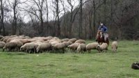 В День святого Георгия овцеводы соберутся и Петропавловского монастыря