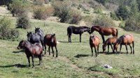 В Болгарии зарегистрировано 32 687 лошадей, более трети из них - породистые
