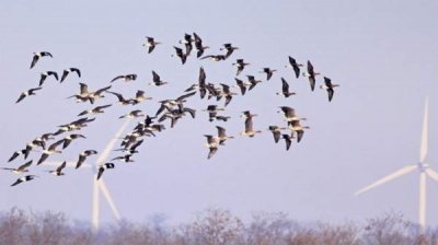 Калиакра &ndash; энергия за счет природы и налогоплательщиков