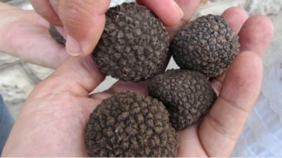 Трюфель &ndash; непопулярное "зеленое сокровище" Болгарии