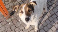 Проблема с дворняжками сблизила органы местной власти и неправительственные организации
