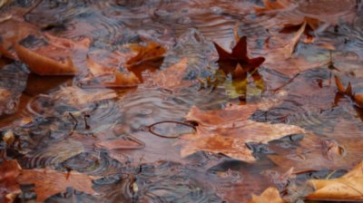 Осенние дожди продолжаются, в Дунайской равнине и во Фракии усилится ветер