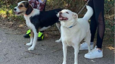 София отмечает День благодарности собаке разными инициативами